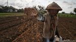 Potret Semangat Petani Sayur di  Babelan