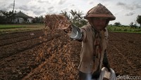 Pertanian menjadi sumber mata pencarian utama bagi masyarakat sekitar.