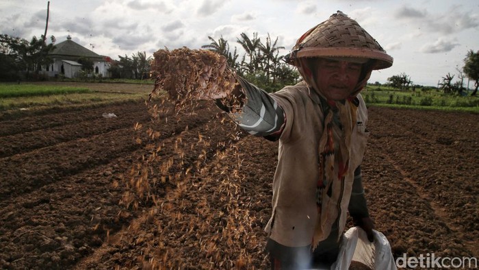 Bertani merukan sumber mata pencarian utama warga Kampung Belendung, Desa Kedung Pengawas, Kecamatan Babelan, Kabupaten Bekasi, Jawa Barat. Lihat semangat mereka menggarap lahan.