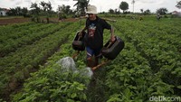 Untuk menghasilkan sayur yang bagus, mereka menggunakan benih berkualitas.
