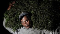 Menjadi petani di desa tersebut telah dilakukan sejak dahulu dan diturunkan sejak turun temurun.