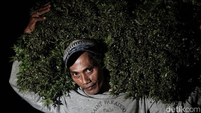 Potret Semangat Petani Sayur di  Babelan