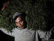 Potret Semangat Petani Sayur di  Babelan
