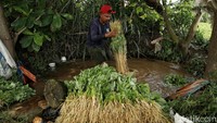 Tampak petani membersihkan sayur bayam yang baru dipanen.