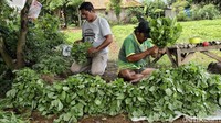 Sayur mayur ini dijual ke berbagai pasar tradisional di wilayah Jabodetabek.