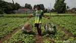 Potret Semangat Petani Sayur di  Babelan