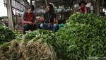 Potret Semangat Petani Sayur di  Babelan