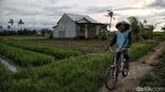 Potret Semangat Petani Sayur di  Babelan