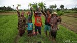 Potret Semangat Petani Sayur di  Babelan