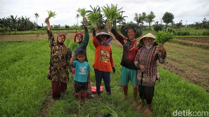 Potret Semangat Petani Sayur di Babelan Bertani merukan sumber mata pencarian utama warga Kampung Belendung, Desa Kedung Pengawas, Kecamatan Babelan, Kabupaten Bekasi, Jawa Barat. Lihat semangat mereka menggarap lahan.