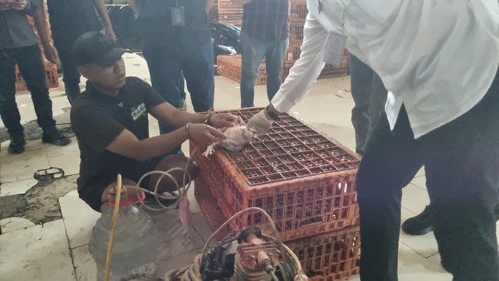 Praktik ayam gelonggongan di Jaksel (Taufiq/detikcom)