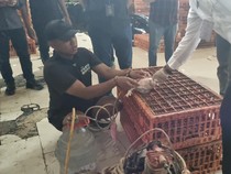Video: Polisi Bongkar Praktik Ayam Gelonggongan di Pasar Kebayoran Lama Jaksel