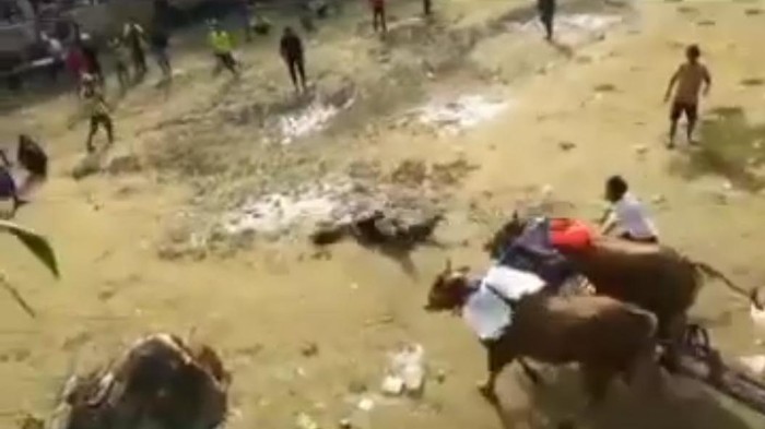 Video viral pedagang es teh terjungkal nyaris diseruduk sapi kerapan di Bangkalan.