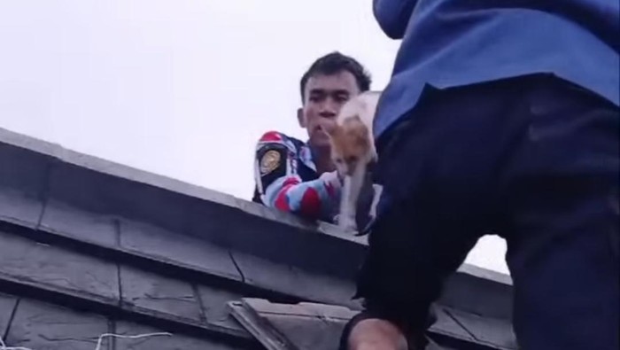 Damkar evakuasi kucing terjebak di Bogor