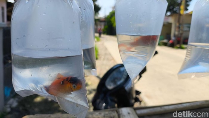 Deretan ikan hias yang dijual Adi selama bulan Ramadan