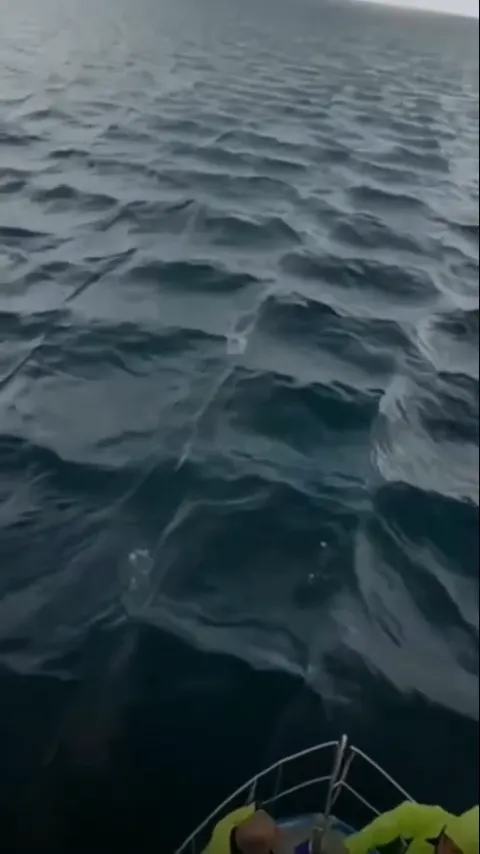 Fenomena laut kotak-kotak