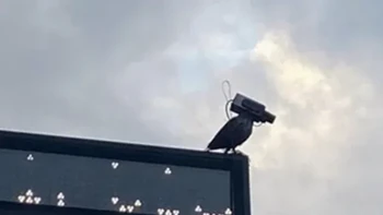 Penampakan burung CCTV. Foto: Reddit