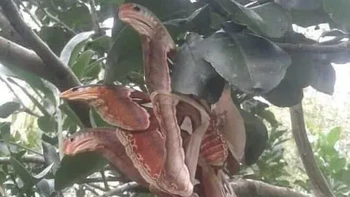 Kamuflase kupu-kupu gajah ini sangat luar biasa, menyerupai ular. Foto: Reddit