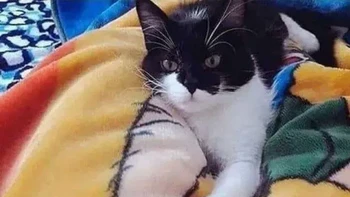 Tangan besar si kucing... Foto: Reddit