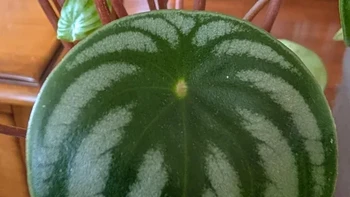 Hayo siapa yang mengira ini semangka? Padahal ini adalah daun... Foto: Reddit