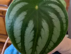 Jangan Mau Terkecoh dengan Deretan Foto Ini