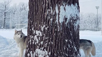 Seakan-akan anjing ini bertubuh panjang banget. Foto: Boredpanda