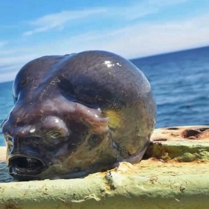 Ikan mirip alien