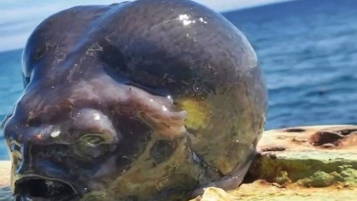 Ikan mirip alien