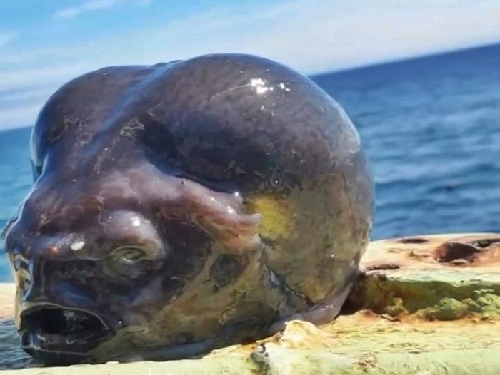 Ikan mirip alien