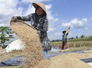 Cerita Petani Padi di Langkat Lega Harga Gabah Kering Tinggi