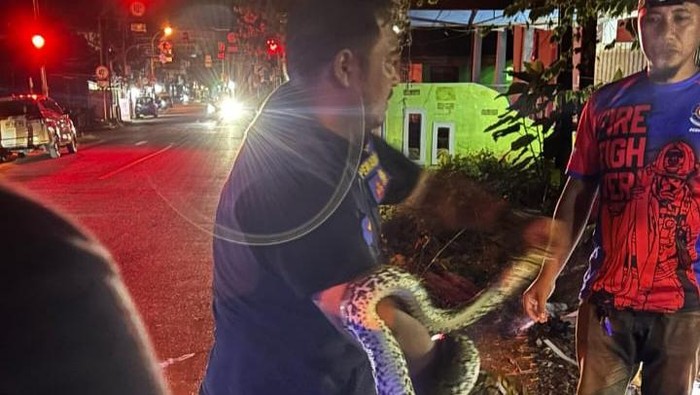 Ular piton sepanjang 2 meter muncul di jalanan yang berada tepat di belakang Kantor Kelurahan Binanga di Kabupaten Mamuju, Sulawesi Barat (Sulbar).