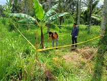 Polisi Selidiki Orang Tua Pembuang Bayi Perempuan di Kebun Tabanan