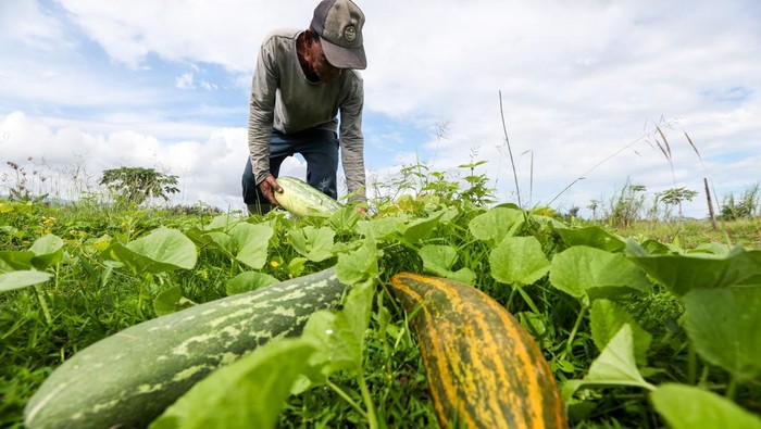 Potret Makanan yang Diburu di Bulan Ramadan Petani memanen timun suri di Desa Cot Cut, Aceh Besar, Aceh, Sabtu (1/3/2025). Timun suri menjadi salah satu buah favorit untuk diolah menjadi minuman saat berbuka puasa. ANTARA FOTO/Irwansyah Putra/agr