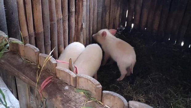 Sejumlah petugas dinas peternakan meneliti babi yang mati akibat AFS.