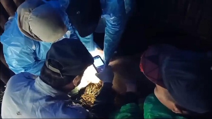 Sejumlah petugas dinas peternakan meneliti babi yang mati akibat AFS.