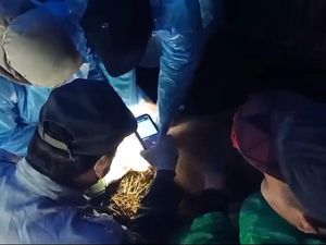 Babi Mati Terjangkit ASF di Tosari Pasuruan Bertambah, Tembus 170 Ekor