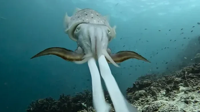 Sotong Liar Kamuflase