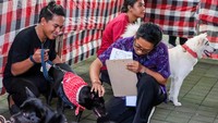 Seorang juri menilai kesehatan anjing saat kontes anjing sehat pada Weekend Dog Festival 2025 di Denpasar, Bali, Sabtu (1/3/2025).