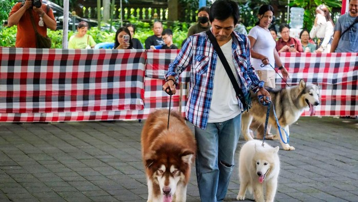 Weekend Dog Festival 2025 di Bali Sejumlah anjing berjalan saat mengikuti kontes fesyen dalam Weekend Dog Festival 2025 di Denpasar, Bali, Sabtu (1/3/2025). Kegiatan yang digelar Pemerintah Kota Denpasar tersebut diikuti puluhan peserta sebagai upaya pencegahan rabies sekaligus sosialisasi Peraturan Daerah (Perda) Provinsi Bali Nomor 5 Tahun 2023 terkait larangan peredaran dan jual-beli daging anjing. ANTARA FOTO/Nyoman Hendra Wibowo/agr