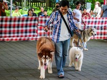Puluhan Peserta Ikuti Kontes Anjing Sehat di Bali