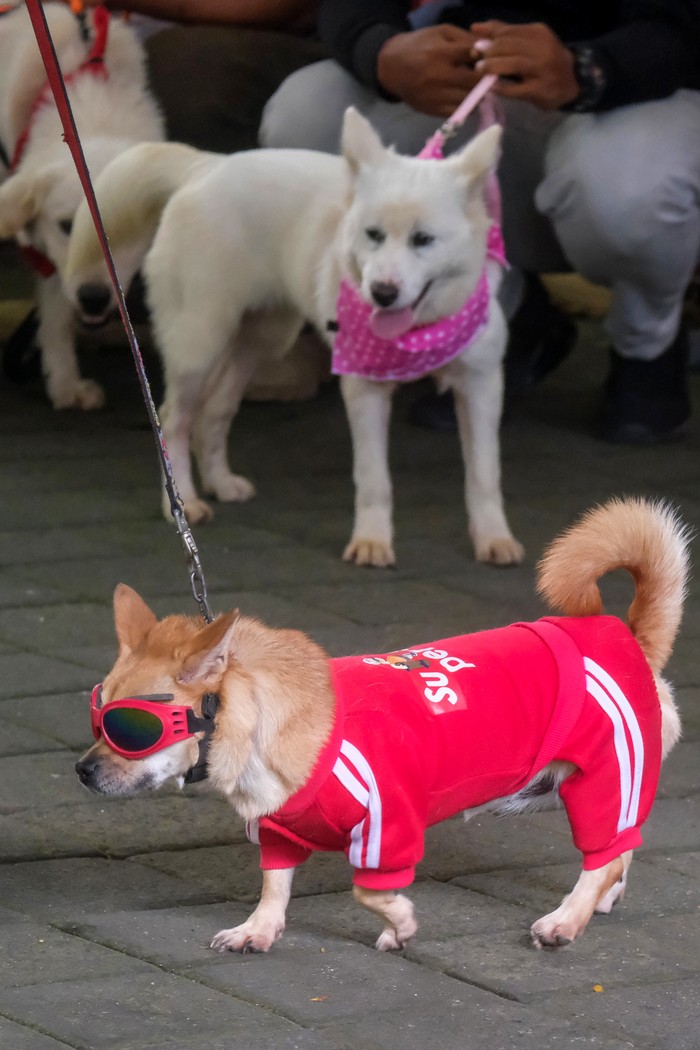 Sejumlah anjing berjalan saat mengikuti kontes fesyen dalam Weekend Dog Festival 2025 di Denpasar, Bali, Sabtu (1/3/2025). Kegiatan yang digelar Pemerintah Kota Denpasar tersebut diikuti puluhan peserta sebagai upaya pencegahan rabies sekaligus sosialisasi Peraturan Daerah (Perda) Provinsi Bali Nomor 5 Tahun 2023 terkait larangan peredaran dan jual-beli daging anjing. ANTARA FOTO/Nyoman Hendra Wibowo/agr