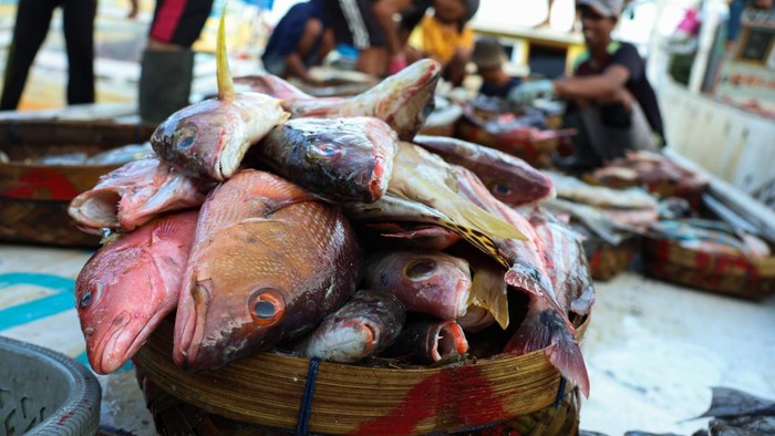 Nelayan memilah ikan hasil tangkapannya di Tempat Pelelangan Ikan Paotere, Makassar, Sulawesi Selatan, Minggu (2/3/2025). Harga berbagai jenis ikan di daerah itu mengalami kenaikan rata-rata hingga 40 persen seperti ikan baronang dari Rp250 ribu per keranjang isi sekitar 10 kilogram naik jadi Rp350 ribu per keranjang akibat kurangnya pasokan karena sebagian nelayan libur melaut di awal Ramadhan 1446 H. ANTARA FOTO/Arnas Padda/foc.