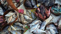 Harga berbagai jenis ikan mengalami kenaikan hingga 40 persen.  