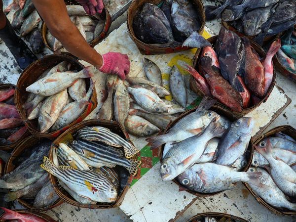 Awal Ramadan, Harga Ikan di Makassar Naik