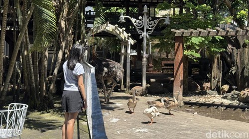 Dapur Lokal Sanur, sensasi makan sambil melihat satwa di Sanur, Denpasar, Bali, Sabtu (1/3/2025). (I Nyoman Adhisthaya Sawitra)