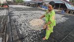 Melihat Penjemuran Udang Rebon di Tengah Anjloknya Tangkapan