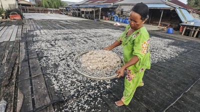 Melihat Penjemuran Udang Rebon di Tengah Anjloknya Tangkapan