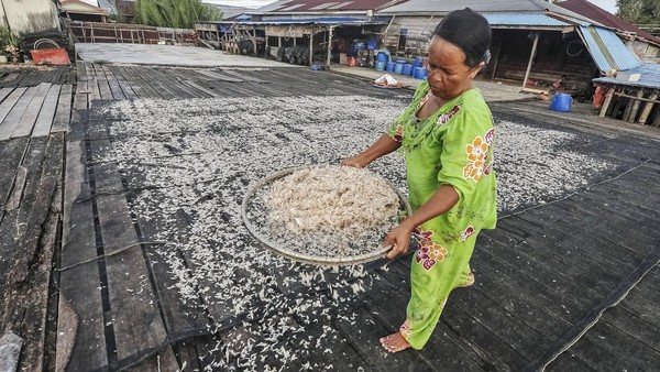 Melihat Penjemuran Udang Rebon di Tengah Anjloknya Tangkapan