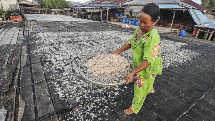 Proses pengeringan udang rebon dilakukan dengan cara dijemur di bawah sinar matahari. Yuk lihat proses pengeringan di tengah anjloknya tangkapan nelayan.