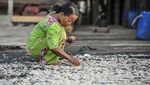 Melihat Penjemuran Udang Rebon di Tengah Anjloknya Tangkapan